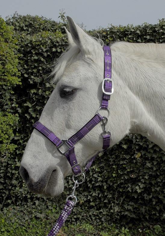 Rhinegold Carnival Licol et Longe - SHOPHORSE